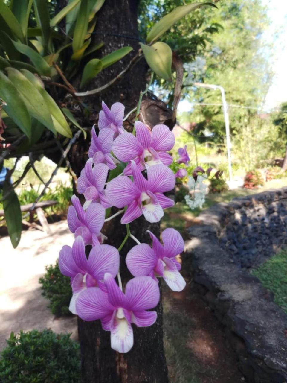 Xuanmai Garden Resort Pakxé Zewnętrze zdjęcie